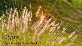  Presentation with bulrushes - Presentation design having bulrushes-against-sunlight-in-sunset background and a gold colored foreground