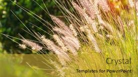  Presentation with bulrushes - Presentation featuring bulrushes-against-sunlight-in-sunset background and a gold colored foreground