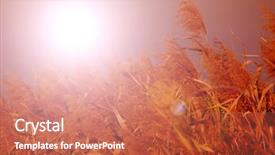  Presentation with bulrushes - Presentation design featuring bulrushes against sunlight over sky background and a coral colored foreground