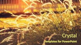  Presentation with bulrushes - Amazing slide deck having bulrushes against sunlight over sky backdrop and a tawny brown colored foreground