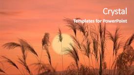  Presentation with bulrushes - Beautiful PPT layouts featuring bulrushes against sunlight over sky backdrop and a coral colored foreground