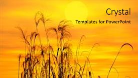  Presentation with sunlight - Slide set consisting of bulrushes against sunlight over sky background and a light gray colored foreground