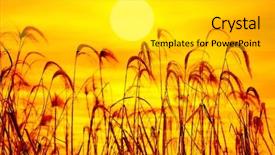  Presentation with bulrushes - Slide deck having bulrushes against sunlight over sky background and a light gray colored foreground