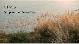  Presentation with bulrushes - Beautiful presentation design featuring bulrushes-against-sunlight-over-sky backdrop and a light gray colored foreground