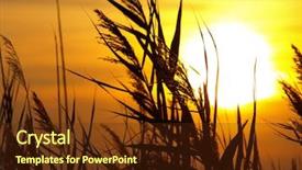  Presentation with bulrushes - Audience pleasing presentation theme consisting of bulrushes against sunlight over sky backdrop and a tawny brown colored foreground
