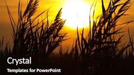  Presentation with bulrushes - PPT theme featuring bulrushes against sunlight over sky background and a black colored foreground