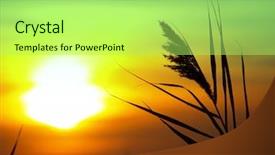  Presentation with bulrushes - Colorful slides enhanced with bulrushes against sunlight over sky backdrop and a mint green colored foreground