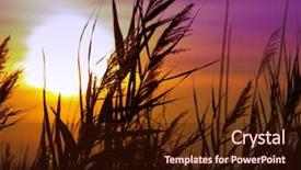  Presentation with bulrushes - PPT layouts with bulrushes against sunlight over sky background and a wine colored foreground