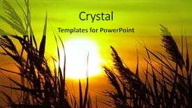  Presentation with bulrushes - Colorful slide deck enhanced with bulrushes against sunlight over sky backdrop and a yellow colored foreground