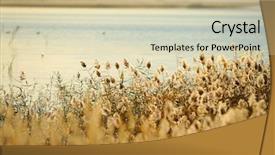  Presentation with bulrushes - Cool new PPT theme with bulrushes against sunlight over sky backdrop and a lemonade colored foreground