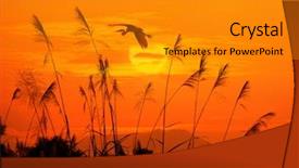  Presentation with bulrushes - PPT theme with bulrushes against sunlight over sky background and a gray colored foreground