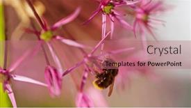  Presentation with pollen - Presentation theme having bumble-bee-collecting-pollen background and a coral colored foreground