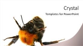  Presentation with bee - Presentation theme enhanced with bumble bee dance background and a white colored foreground