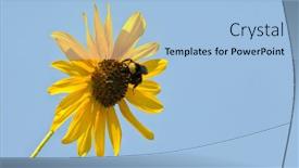  Presentation with sunflower - PPT theme having bumble-bee-on-a-sunflower background and a light blue colored foreground