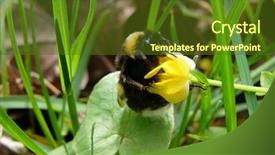  Presentation with bee - PPT layouts featuring bumble-bee on yellow flower background and a tawny brown colored foreground
