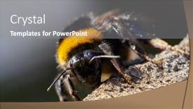  Presentation with bee - Audience pleasing presentation theme consisting of bumble-bee-outdoor-in-summer backdrop and a gray colored foreground