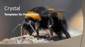  Presentation with bee - Colorful slide set enhanced with bumble-bee-outdoor-in-summer backdrop and a dark gray colored foreground