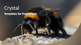  Presentation with bee - Presentation design having bumble-bee-outdoor-in-summer background and a dark gray colored foreground