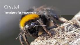  Presentation with bee - Cool new PPT layouts with bumble-bee-outdoor-in-summer backdrop and a gray colored foreground