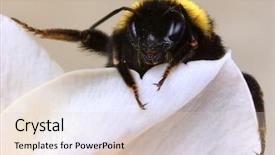  Presentation with daffodil - Beautiful PPT theme featuring bumble-bee-stretching-its-legs backdrop and a lemonade colored foreground