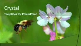  Presentation with bee - Beautiful theme featuring bumble bee backdrop and a forest green colored foreground