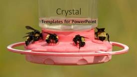  Presentation with drought - Theme consisting of bumble-bees-getting-nectar background and a tawny brown colored foreground