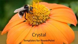  Presentation with bee - PPT layouts having bumblebee - big bumble bee on flower background and a gold colored foreground