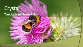  Presentation with bumblebee - Beautiful PPT layouts featuring bumblebee - bumble bee collecting pollen backdrop and a tawny brown colored foreground