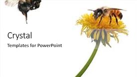  Presentation with bumblebee - Cool new PPT theme with bumblebee - yellow bright dandelion and bee backdrop and a white colored foreground