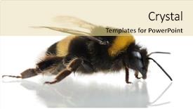  Presentation with bumblebee - PPT layouts having bumblebee bombus sp in front background and a blonde colored foreground