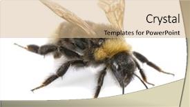  Presentation with bumblebee - Slides with bumblebee close-up on white background and a coral colored foreground