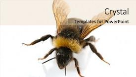 Presentation with bumblebee - Slide set having bumblebee close-up on white background and a lemonade colored foreground