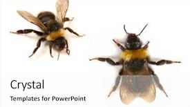  Presentation with bumblebee - Audience pleasing presentation design consisting of bumblebee close-up on white backdrop and a white colored foreground