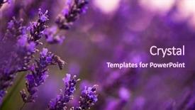  Presentation with bumblebee - Presentation design enhanced with bumblebee collecting pollen from one background and a violet colored foreground