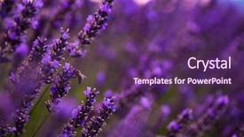  Presentation with bumblebee - Presentation theme consisting of bumblebee collecting pollen from one background and a violet colored foreground