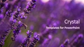  Presentation with bumblebee - Presentation theme enhanced with bumblebee collecting pollen from one background and a violet colored foreground