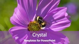  Presentation with bumblebee - Slide deck enhanced with bumblebee harvesting pollen from blooming background and a purple colored foreground