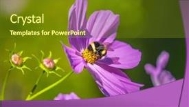  Presentation with bumblebee - Colorful slide set enhanced with bumblebee harvesting pollen from blooming backdrop and a tawny brown colored foreground