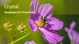  Presentation with bumblebee - PPT theme enhanced with bumblebee harvesting pollen from blooming background and a tawny brown colored foreground