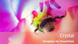  Presentation with bumblebee - Colorful PPT layouts enhanced with bumblebee in flower macro vibrant backdrop and a coral colored foreground