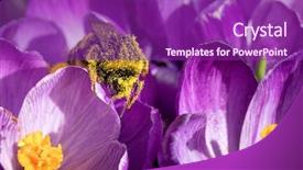  Presentation with bumblebee - Beautiful presentation theme featuring bumblebee is covered with yellow backdrop and a violet colored foreground