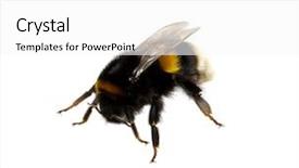  Presentation with bumblebee - Slide set featuring bumblebee isolated on the white background and a  colored foreground