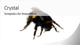  Presentation with bumblebee - Theme consisting of bumblebee isolated on the white background and a  colored foreground