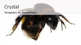  Presentation with bumblebee - Beautiful slide deck featuring bumblebee isolated on the white backdrop and a white colored foreground