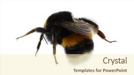  Presentation with bumblebee - Colorful slides enhanced with bumblebee isolated on the white backdrop and a cream colored foreground