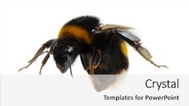  Presentation with bumblebee - Slides featuring bumblebee isolated on the white background and a white colored foreground