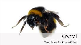  Presentation with bumblebee - PPT theme enhanced with bumblebee isolated on the white background and a white colored foreground