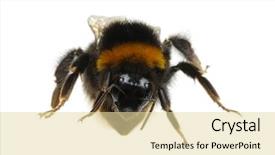  Presentation with bumblebee - Slide deck consisting of bumblebee isolated on the white background and a blonde colored foreground