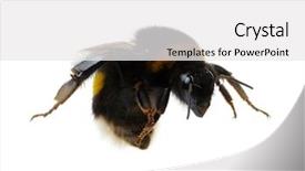  Presentation with bumblebee - PPT layouts enhanced with bumblebee isolated on the white background and a white colored foreground