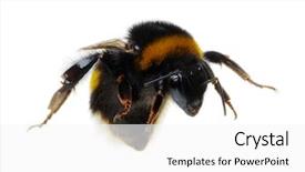  Presentation with bumblebee - Slide set consisting of bumblebee isolated on the white background and a white colored foreground
